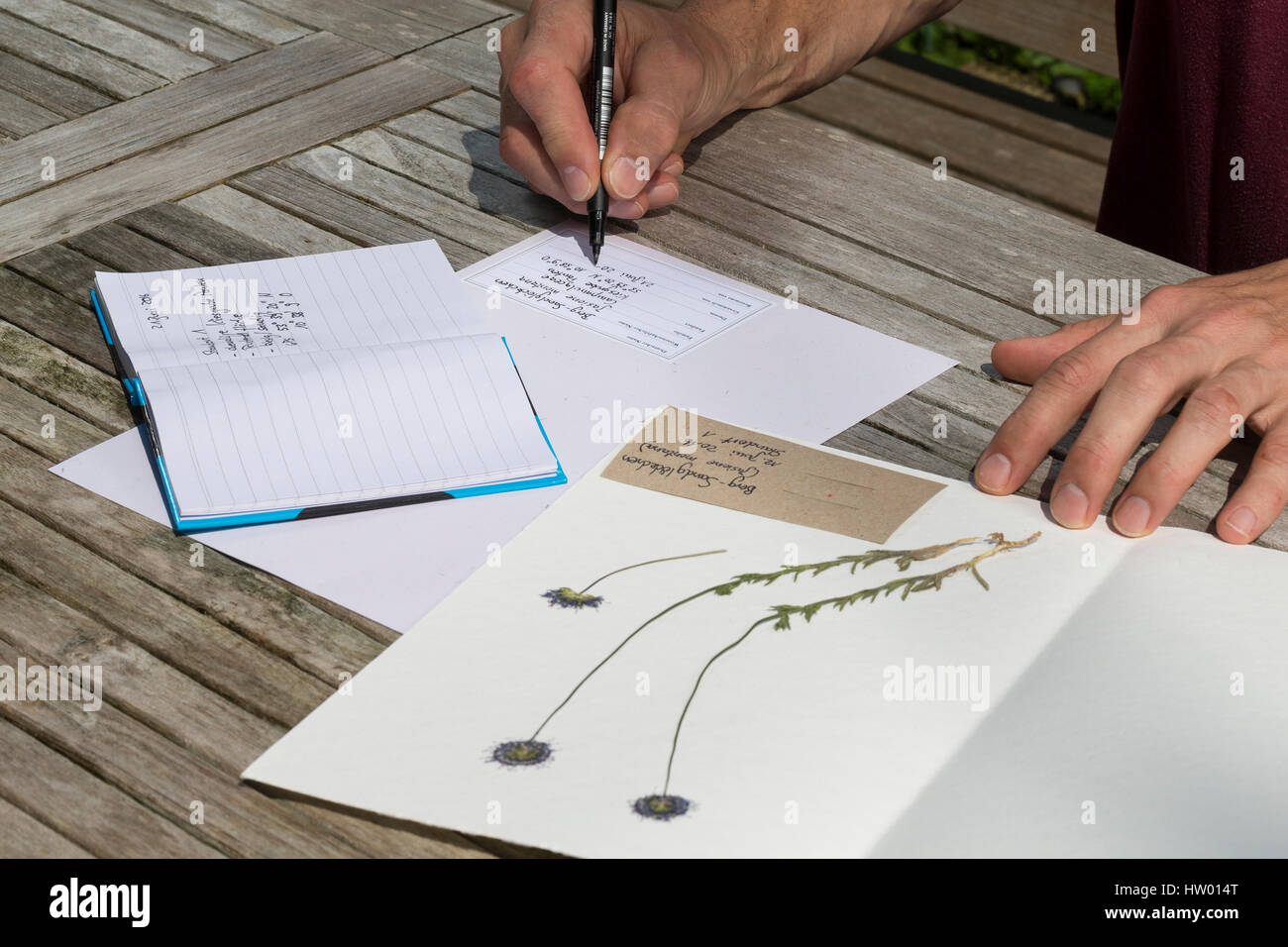 Herbarbogen Wird Beschriftet. Botanik, Botanisieren, Botanik, Herbar, Herbarien, Herbarien, Herbarisieren, herbier, Pflanzenbestimmung, Pflanzenherbar Stockfoto