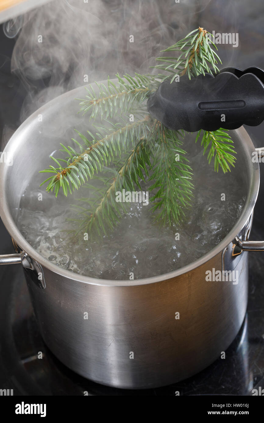 Zweig Eines Nadelbaumes Wird in Kochendes Wasser Eingetaucht, Umm Pressbar Zu Werden. Botanik, Botanisieren, Botanik, Herbar, Herbarien, Herbarien, Herba Stockfoto