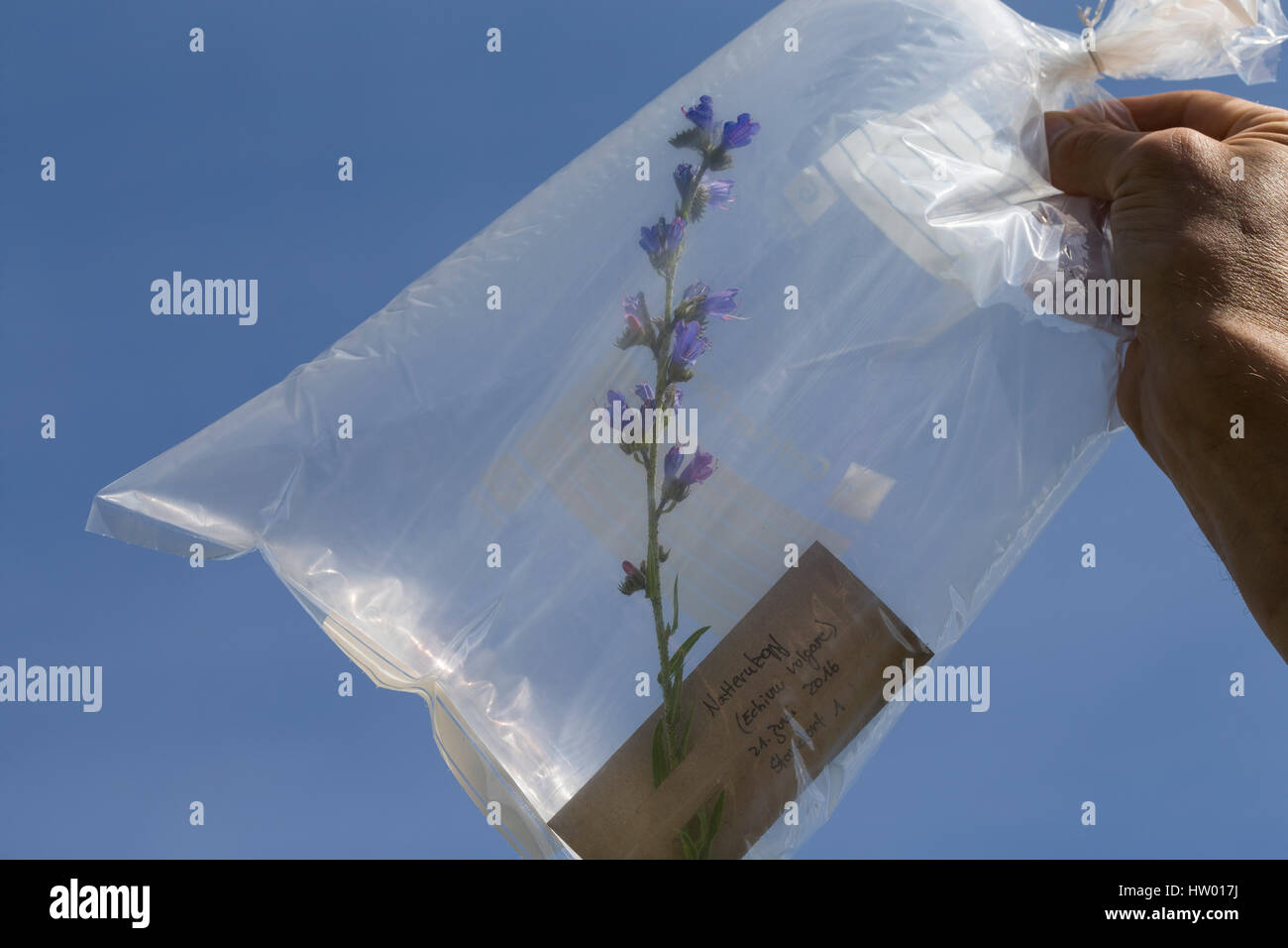 Transport der Gesammelten Pflanze in Einem Gefrierbeutel. Botanik, Botanisieren, Botanik, Herbar, Herbarien, Herbarien, Herbarisieren, herbier, Pflanzen Stockfoto