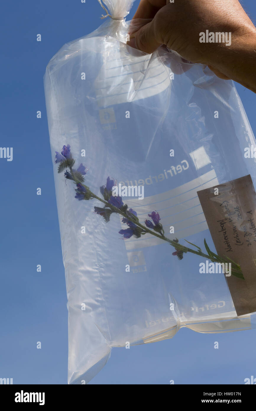 Transport der Gesammelten Pflanze in Einem Gefrierbeutel. Botanik, Botanisieren, Botanik, Herbar, Herbarien, Herbarien, Herbarisieren, herbier, Pflanzen Stockfoto