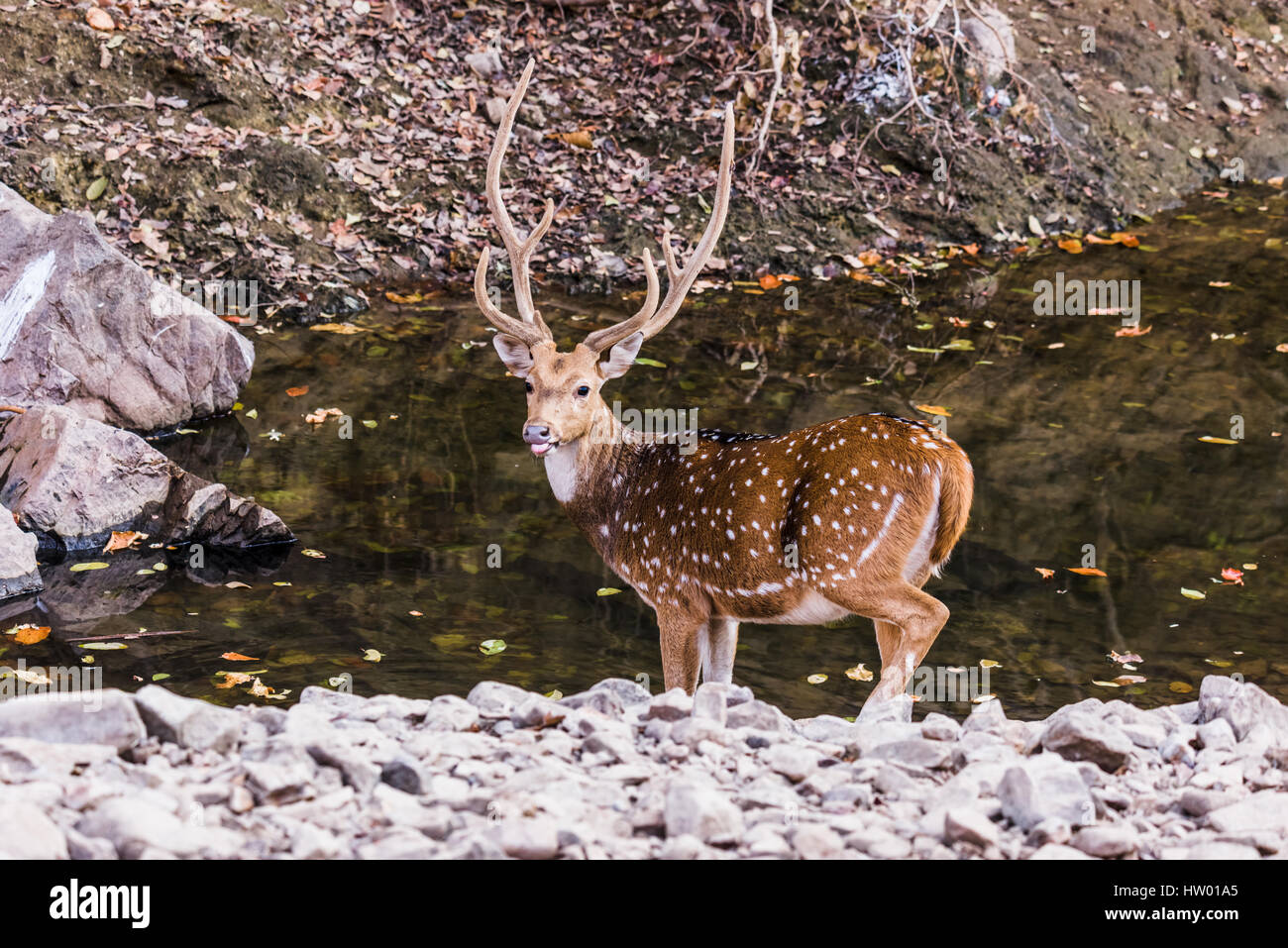 Männliche Hirsche nach Durst in einem Gewässer in Ranthambore gesichtet Stockfoto