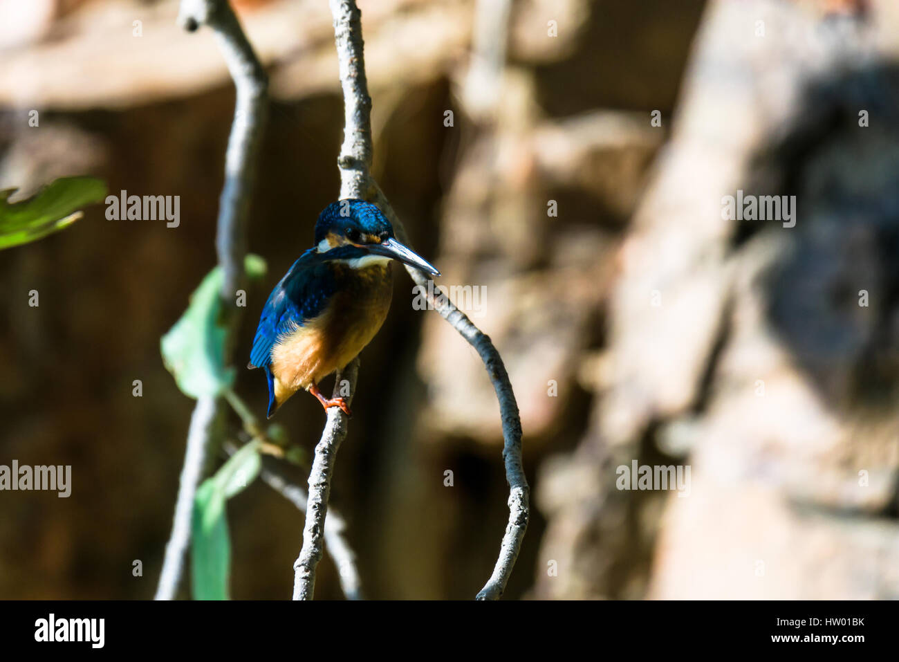 Eisvogel, die ein seltene Sichtung Vogel sitzend Stockfoto