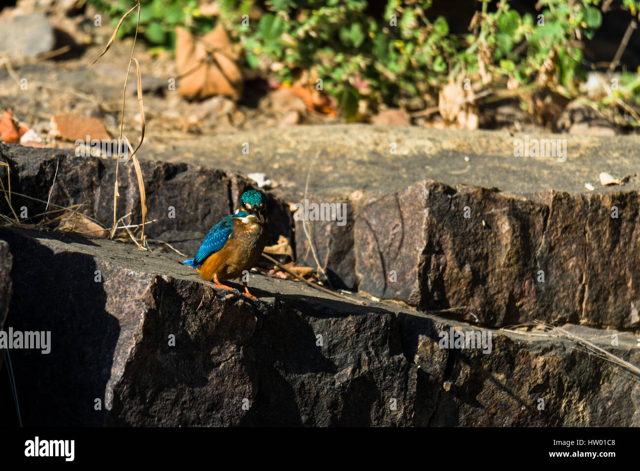 Gemeinsamen Kingfisher gehockt Stein Stockfoto