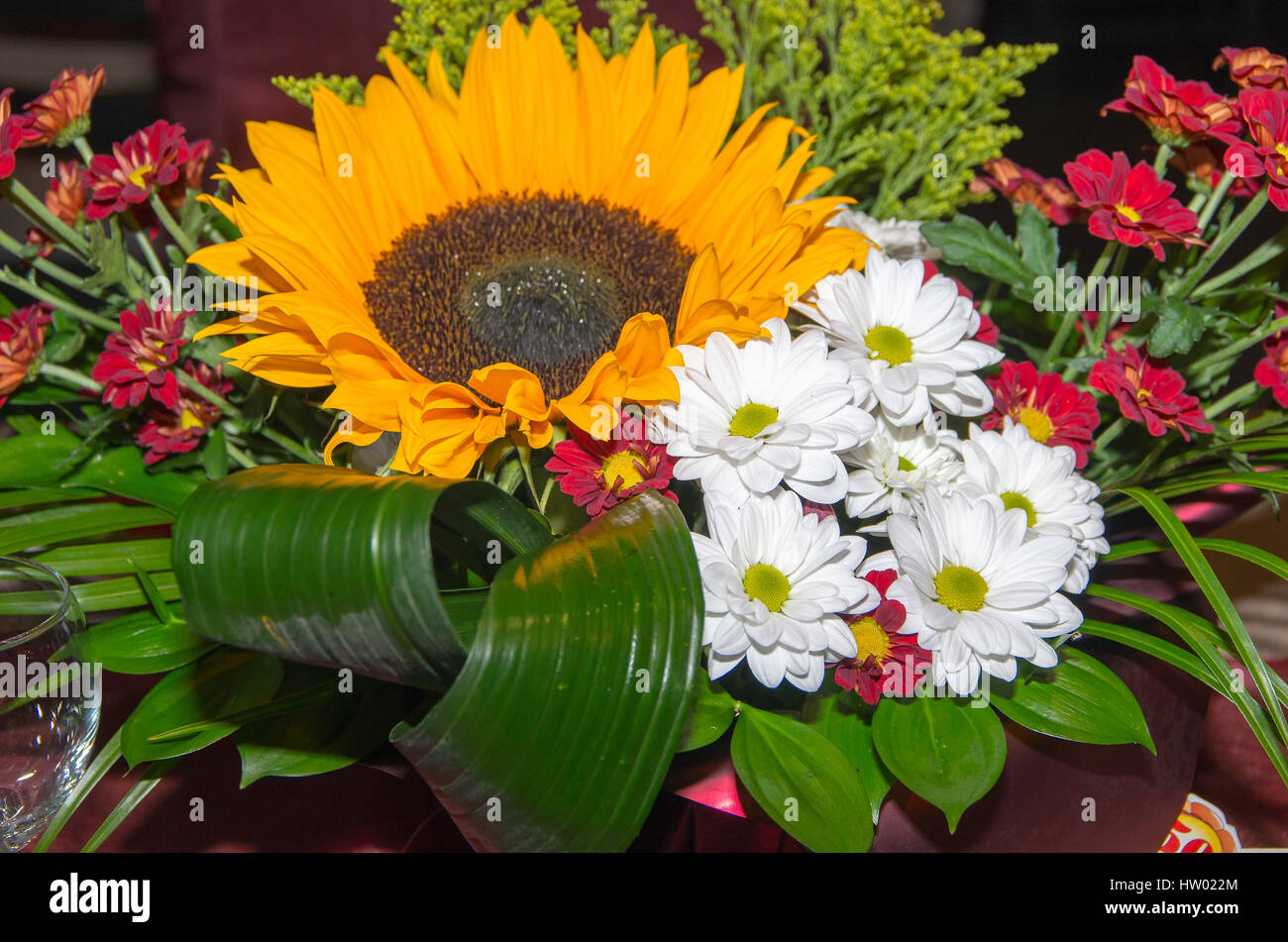 Strauß Sonnenblumen, rote und weiße Chrysanthemen. Stockfoto