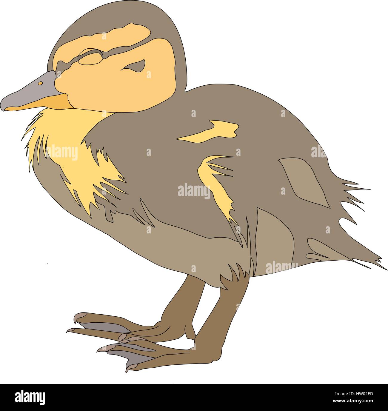 Porträt von einem sehr netten und lustigen gemeinsamen Stockente Ente Huhn Stock Vektor