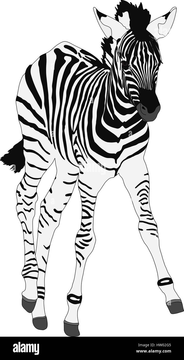 Porträt eines Zebras Stock Vektor