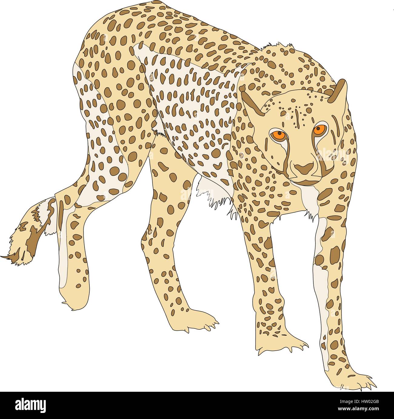 Porträt eines Geparden Stock Vektor