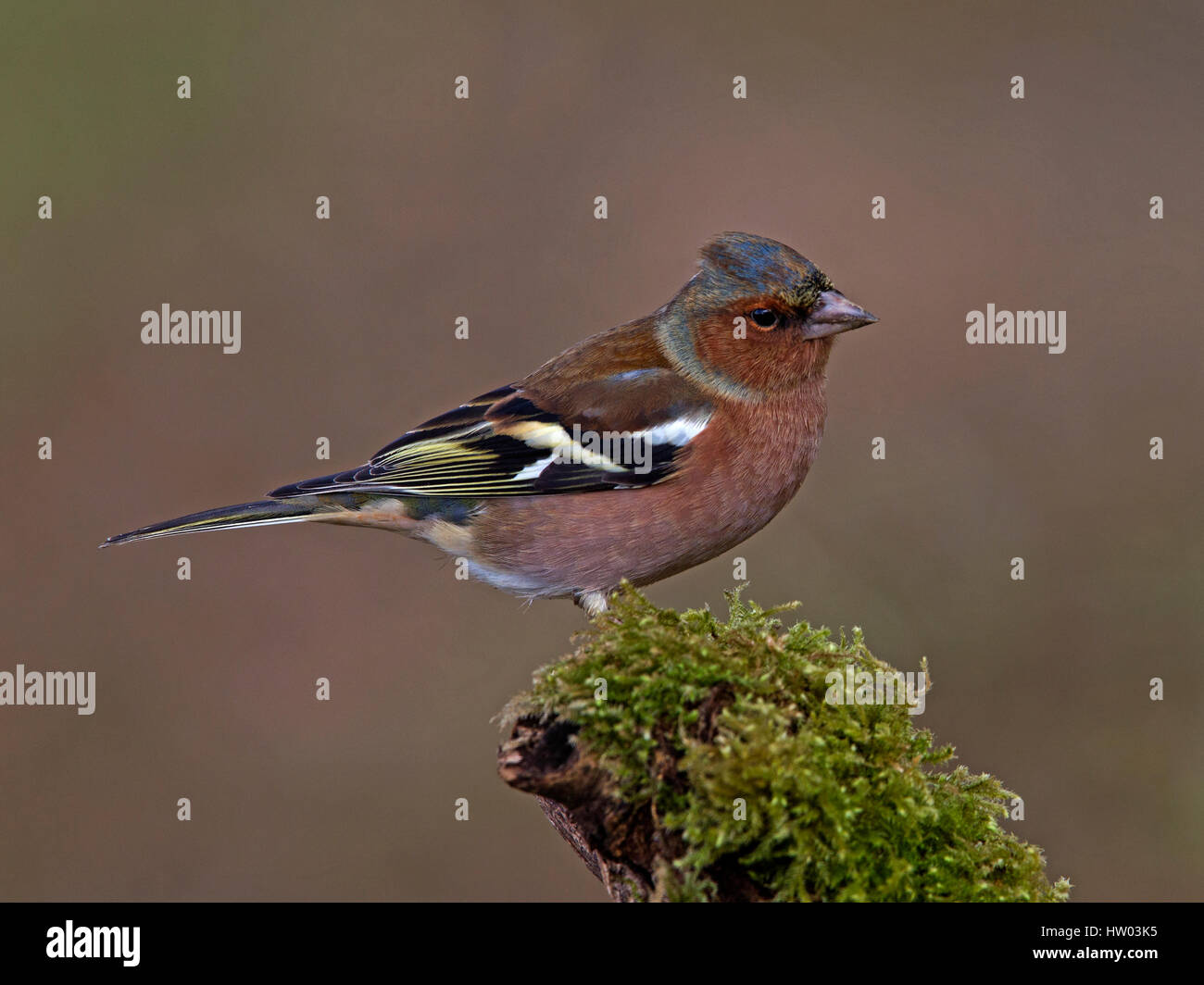 Männliche gemeinsame Buchfink thront auf Zweig Stockfoto