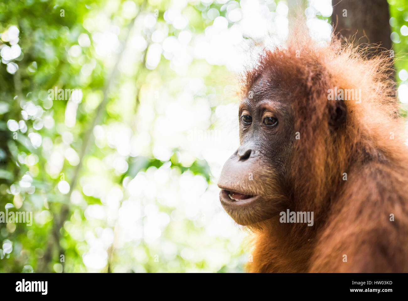 Orang Utan (Pongo Abelii) in den Dschungel, Bukit Lawang, Gunung Leuser Nationalpark, Sumatra, Indonesien Stockfoto
