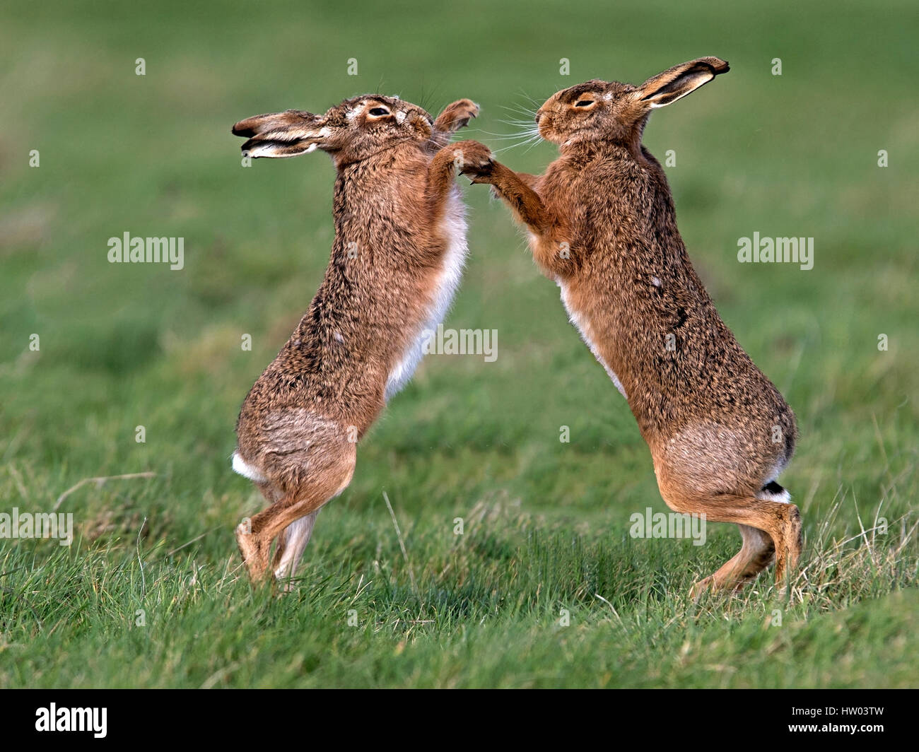 Europäischer Feldhase Boxen Stockfoto