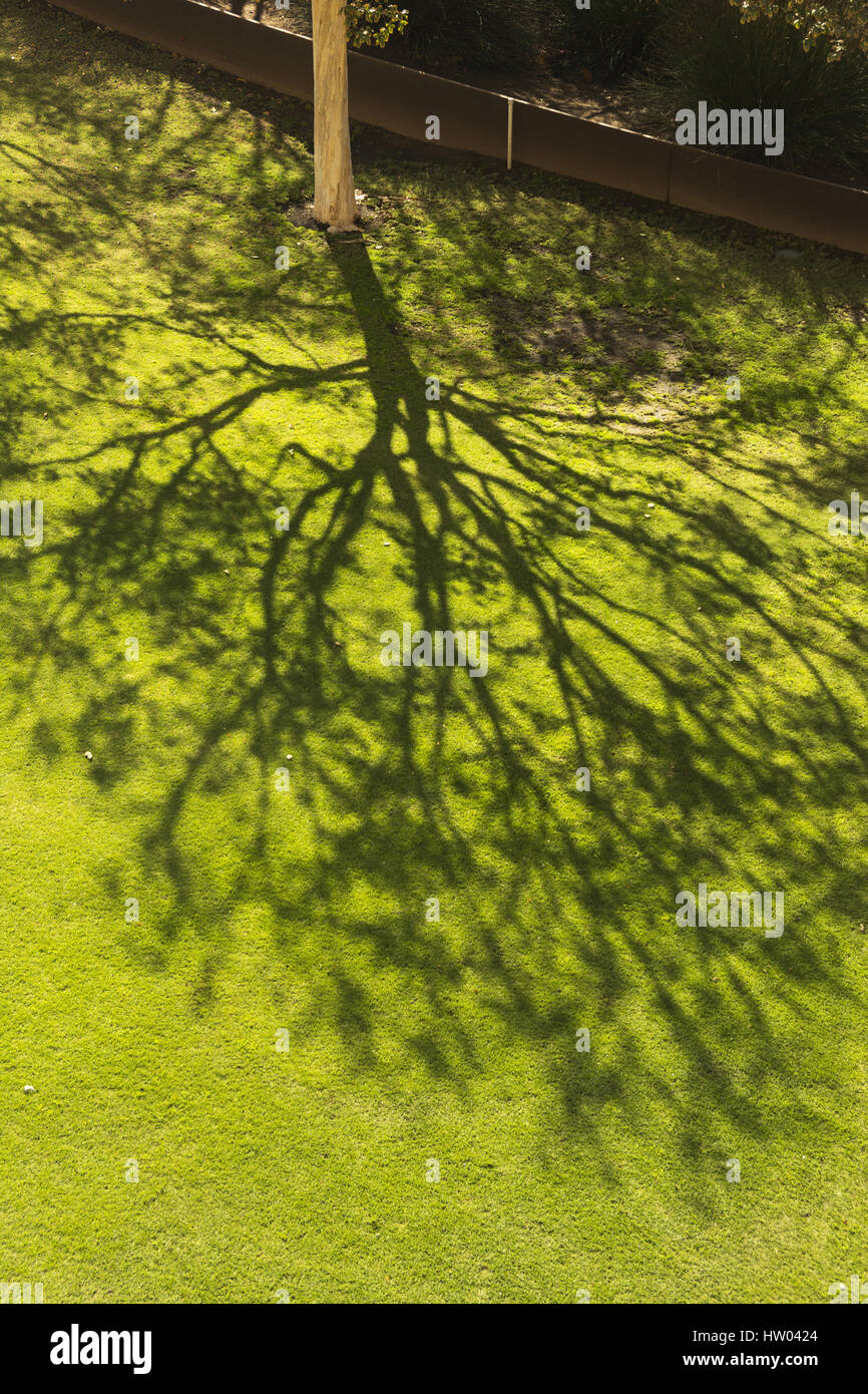 Kalifornien, Los Angeles, Baum Schatten auf Rasen Stockfoto