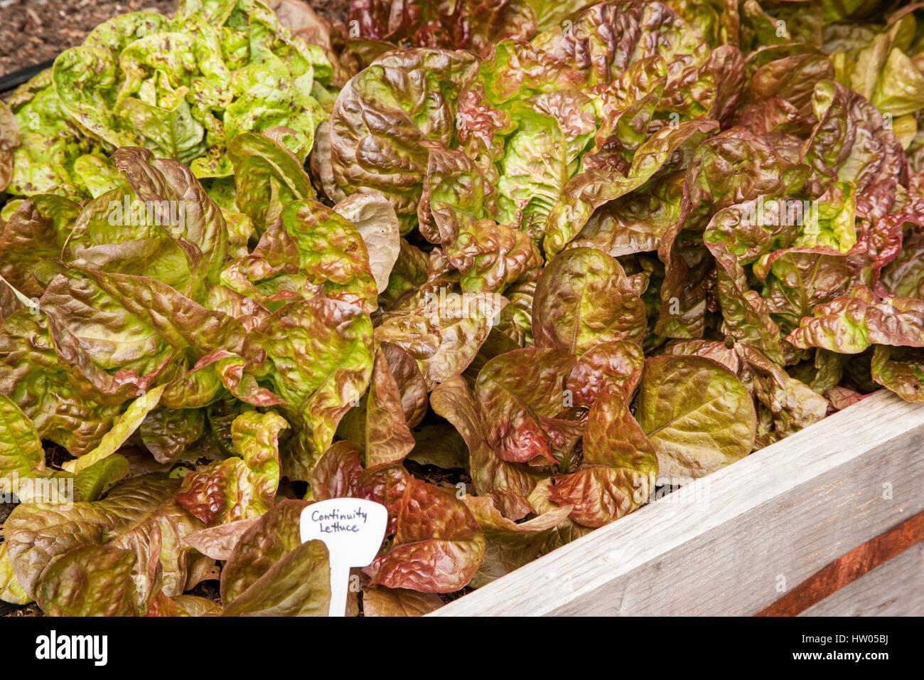 Kontinuität-Salat wächst in einem Hochbeet Garten in Issaquah, Washington, USA Stockfoto
