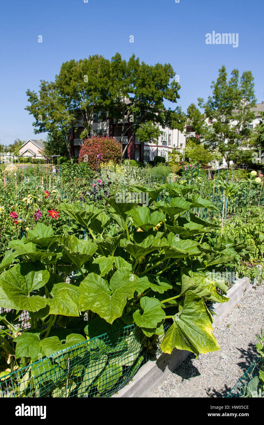 Kürbis und andere Gemüse wächst in Hochbeeten im Providence Punkt Erbse Patch Garten in Issaquah, Washington, USA Stockfoto