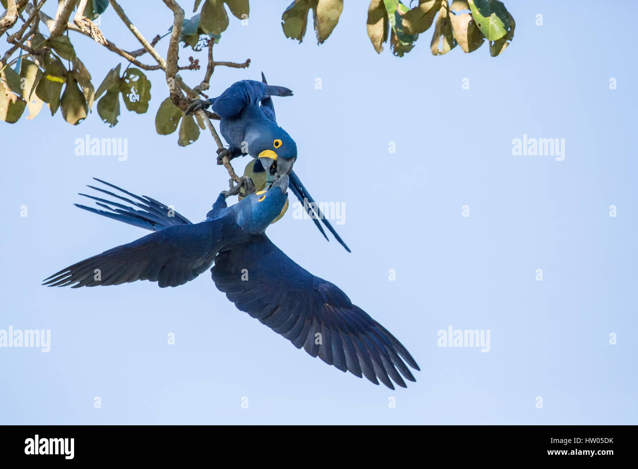 Paar von Hyazinth-Aras verpaart lebenslang, Zuneigung, in der Region Pantanal Mato Grosso, Brasilien, Südamerika Stockfoto