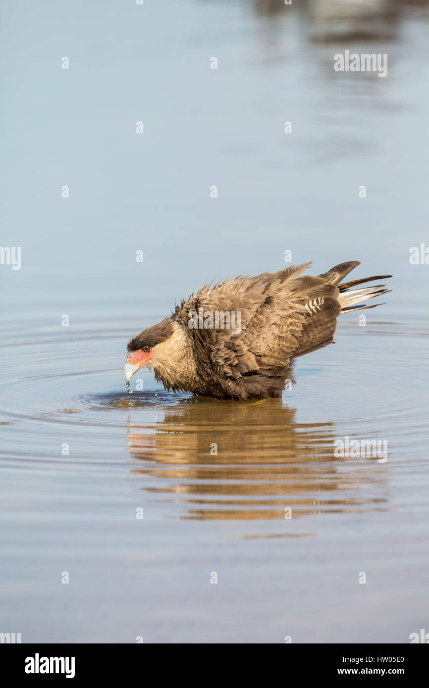 Südlichen Crested Caracara Trink- und etwa zu einem Bad im Fluss Cuiaba im Pantanal Region, Mato Grosso, Brasilien, Südamerika Stockfoto