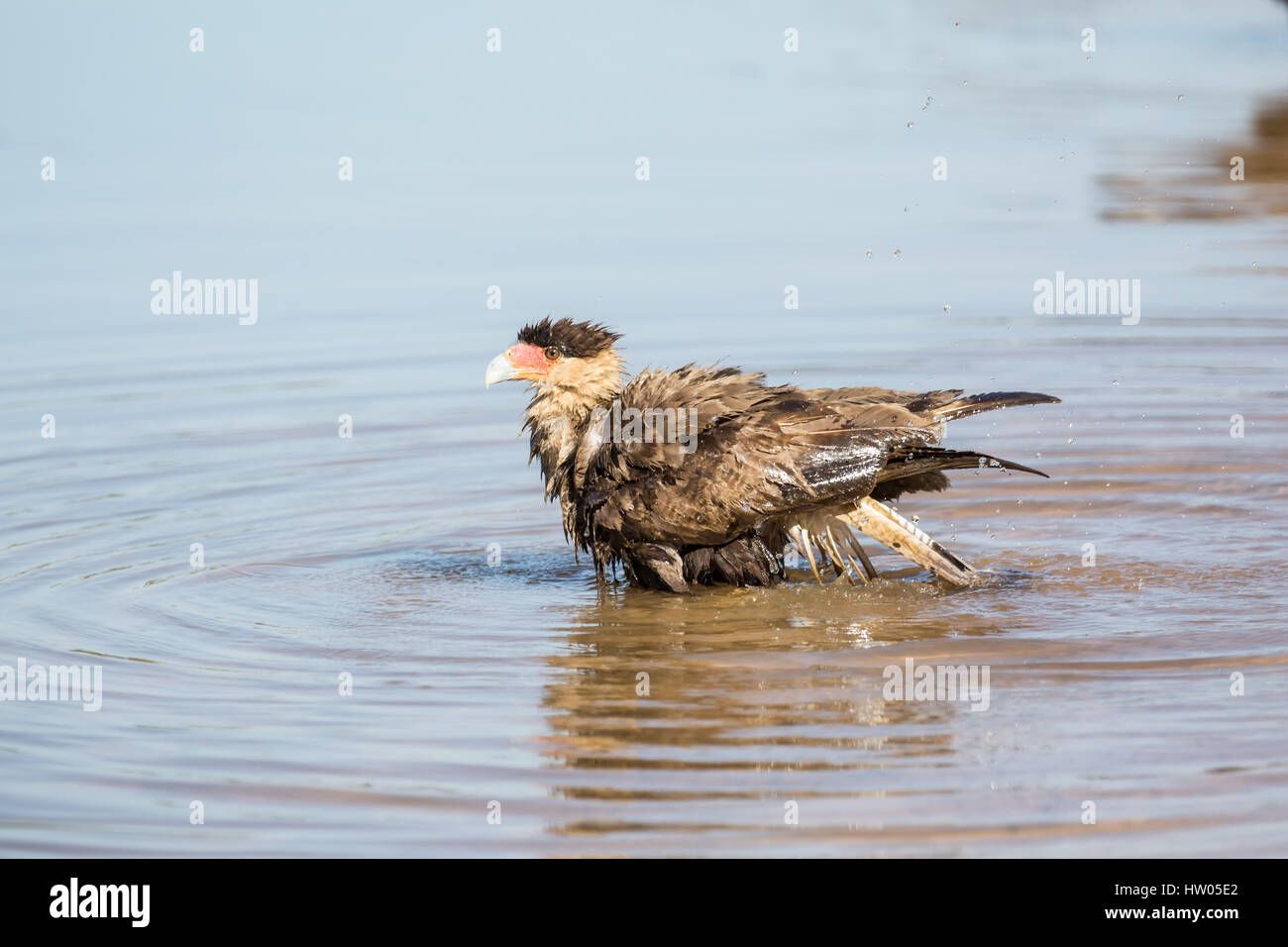 Südlichen Crested Caracara schütteln Wasser aus seinem Gefieder nach einem Bad im Fluss Cuiaba im Großraum Pantanal Mato Grosso, Brasilien, Süd bin Stockfoto