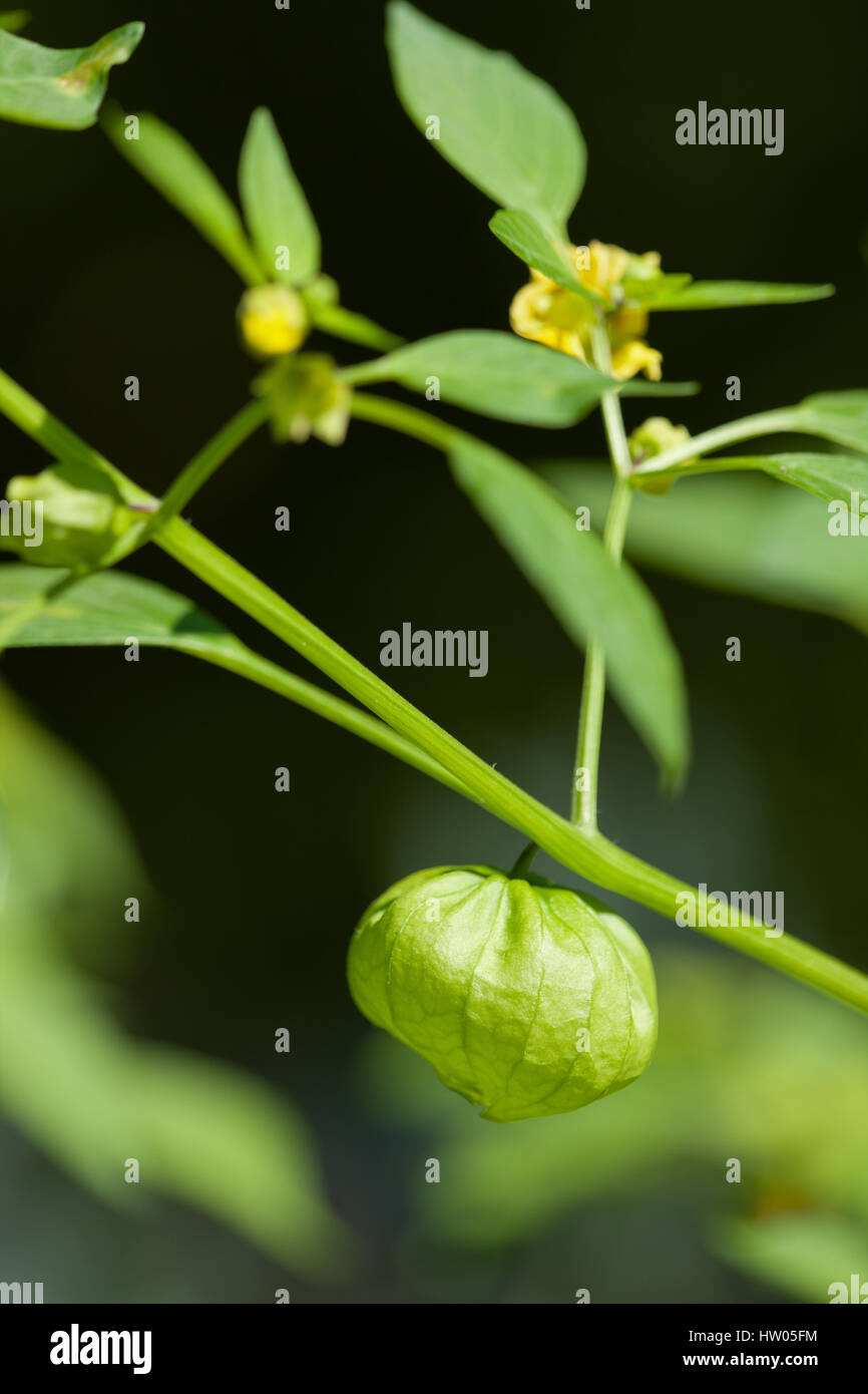 Tomatillo-Anlage in einem Garten im westlichen Washington, USA Stockfoto