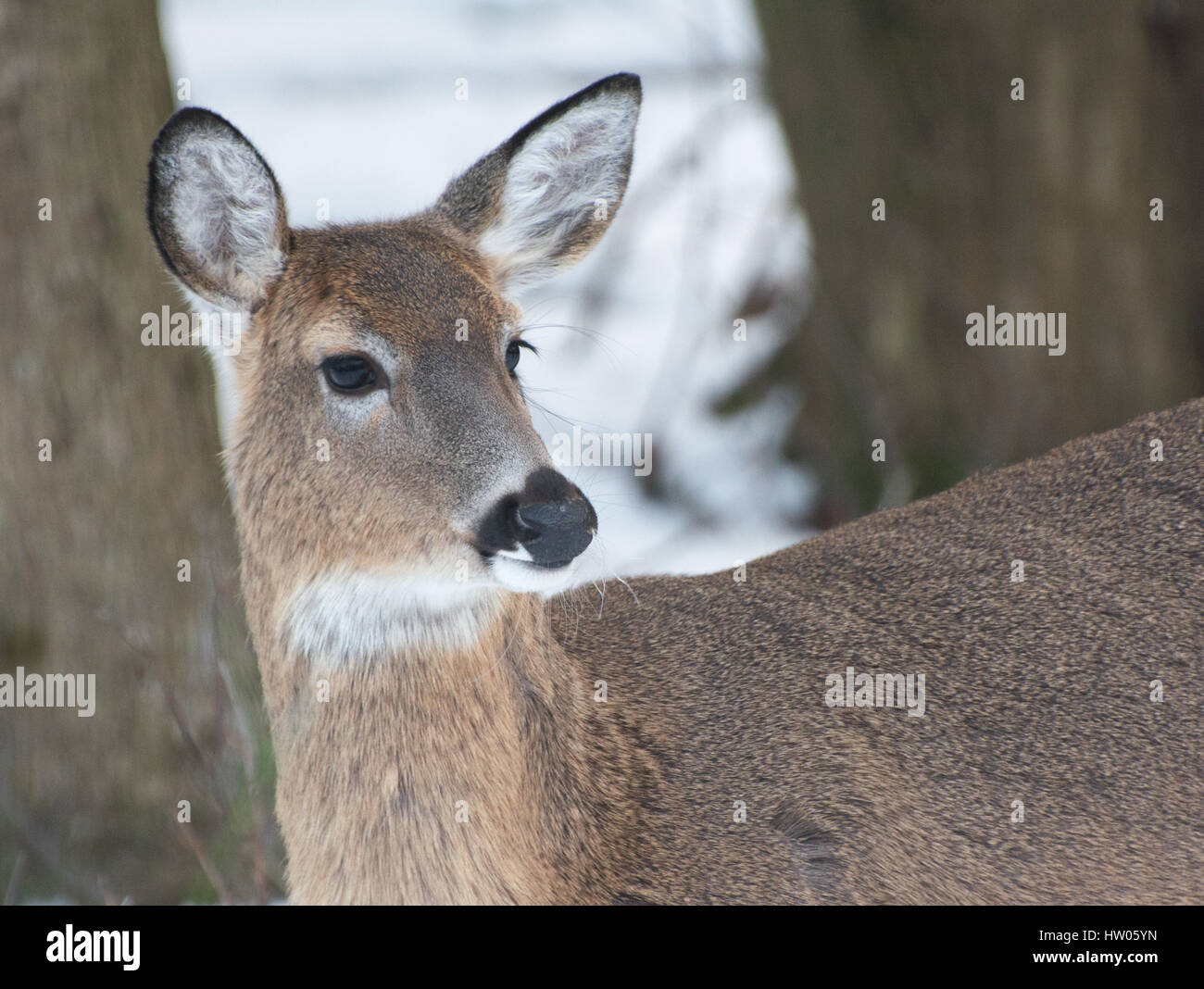 White Tail Deer in Pennsylvania im winter Stockfoto