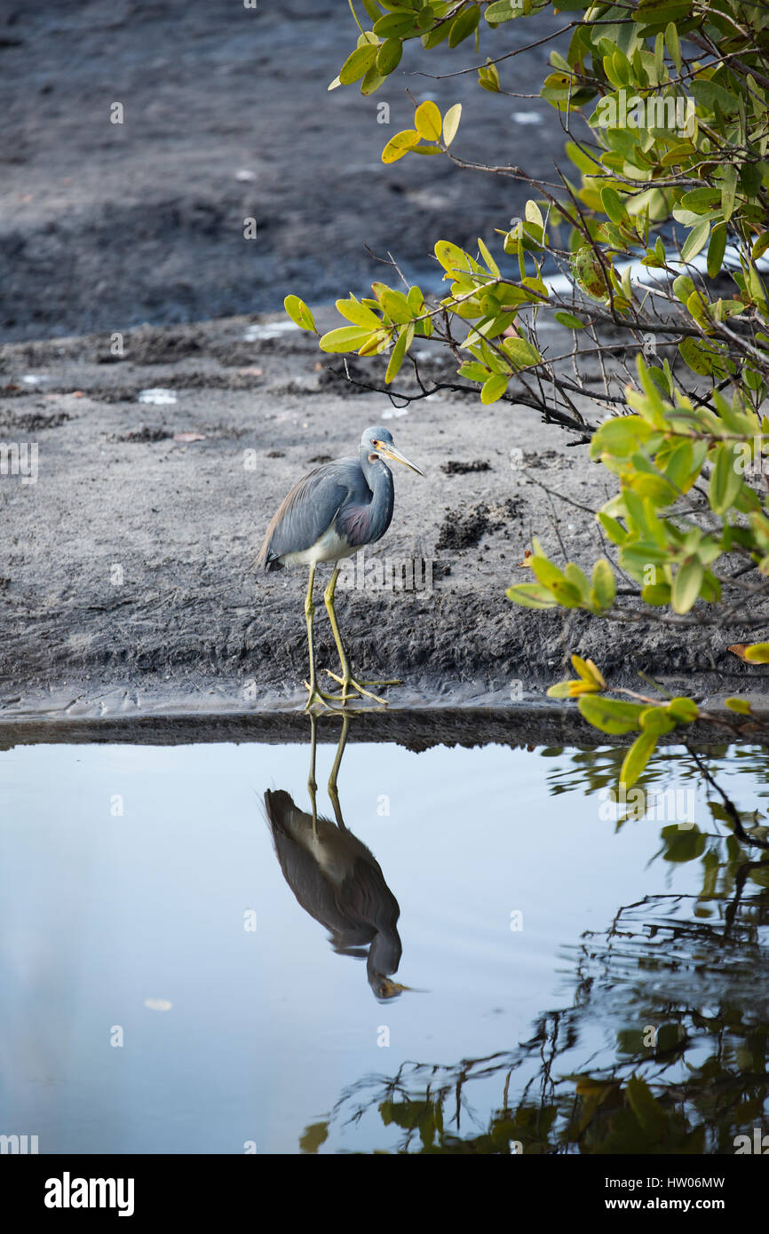Dreifarbigen Reiher auf Merritt Island National Wildlife Refuge, FL Stockfoto