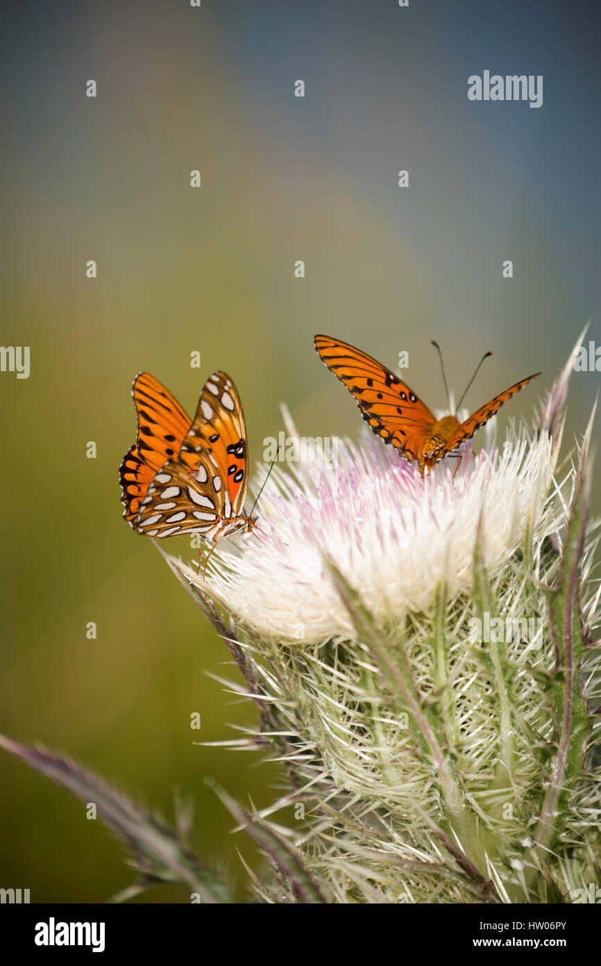 Gulf Fritillary Schmetterlinge auf Merritt Island National Wildlife Refuge, FL Stockfoto