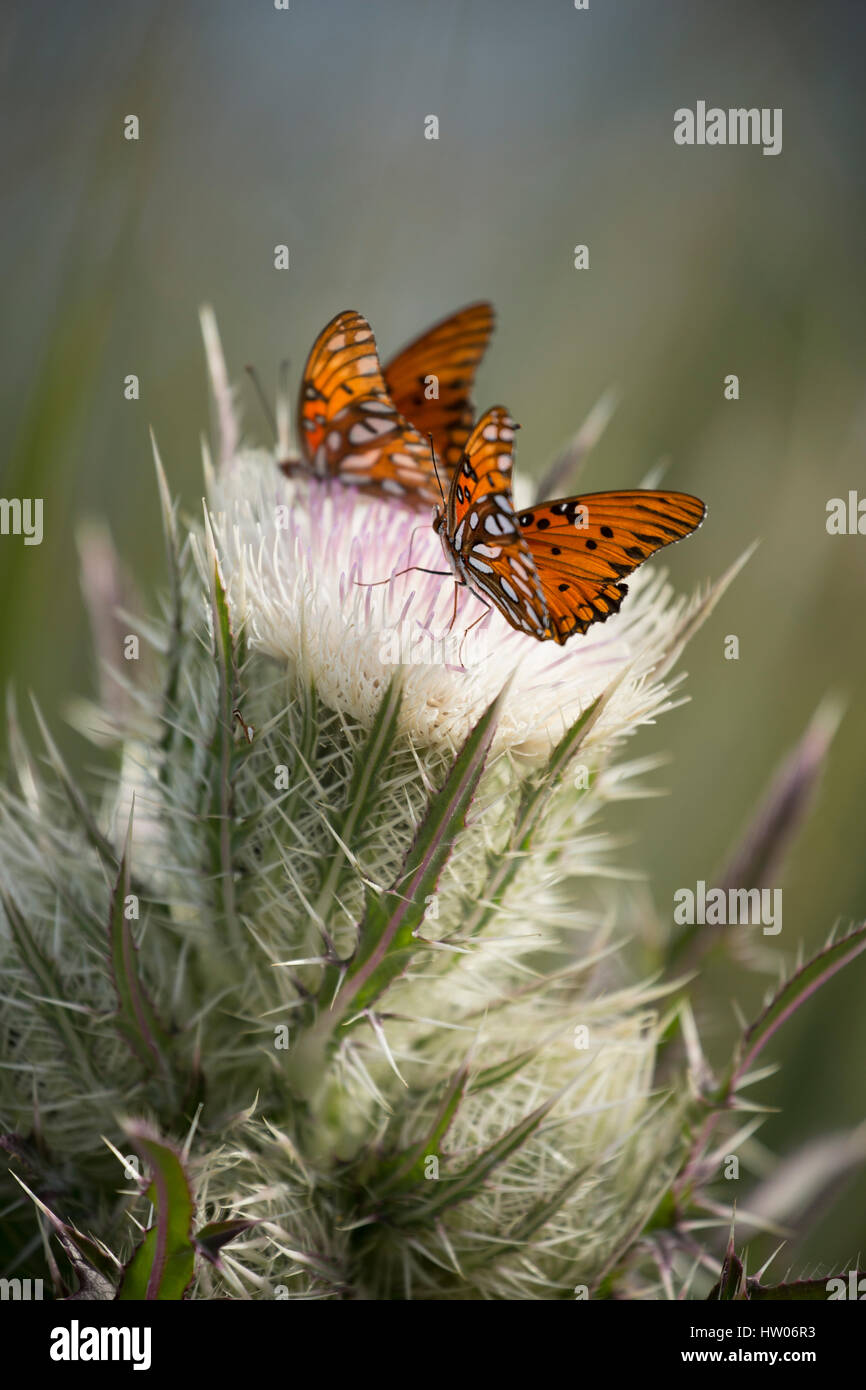 Gulf Fritillary Schmetterlinge auf Merritt Island National Wildlife Refuge, FL Stockfoto