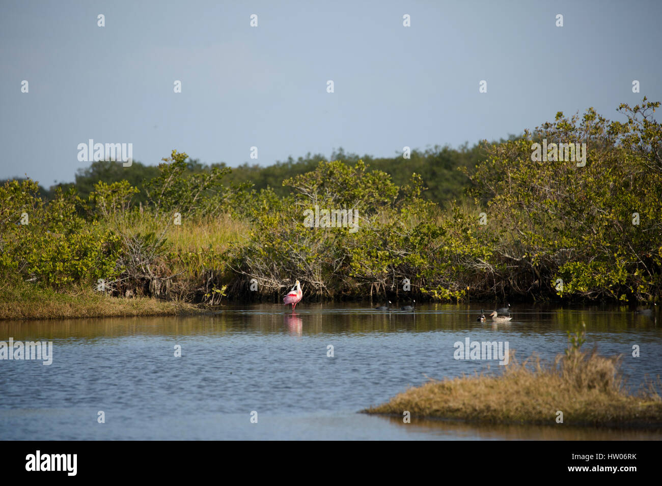 Rosige Löffler entlang leeren Punkt fahren, auf Merritt Island National Wildlife Refuge, FL Stockfoto