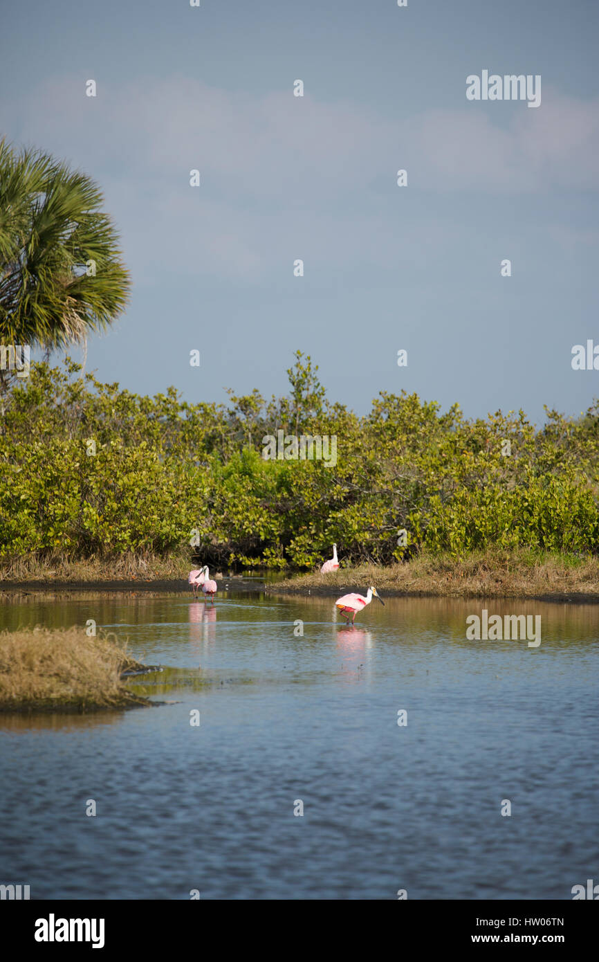 Rosige Löffler entlang leeren Punkt fahren, auf Merritt Island National Wildlife Refuge, FL Stockfoto