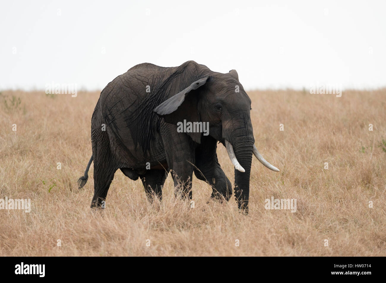 Hintergrund-Seitenansicht des afrikanischen Stoßzahn Elefant Wandern in Masai Mara Savanne isoliert im weißen Himmel, Kenia Wildlife Safari Stockfoto