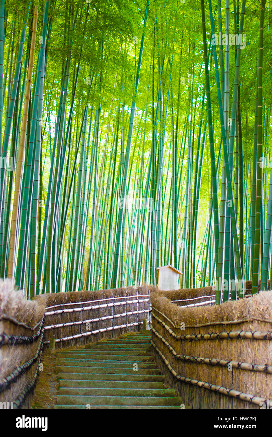 Bambushainen, Bambuswald in Arashiyama, Kyoto, Japan. Stockfoto