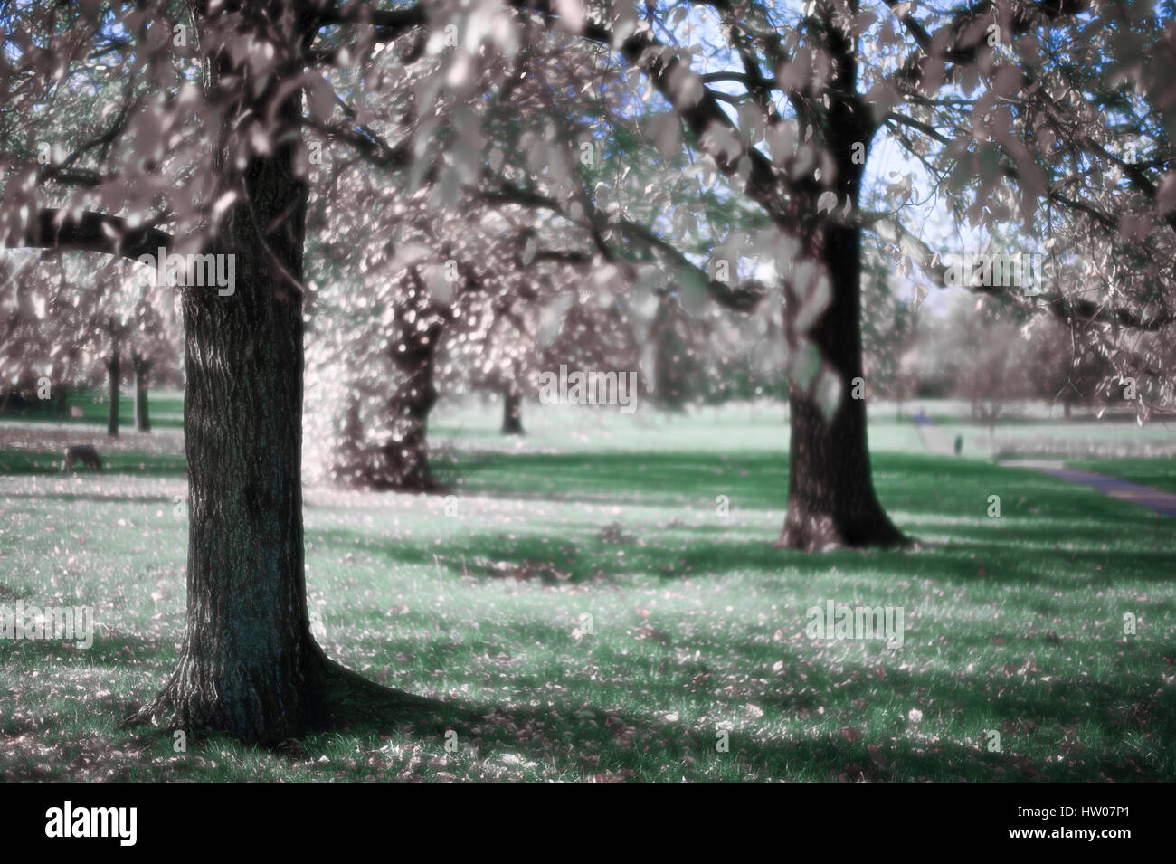 Hyde Park im Herbst London - UK Stockfoto