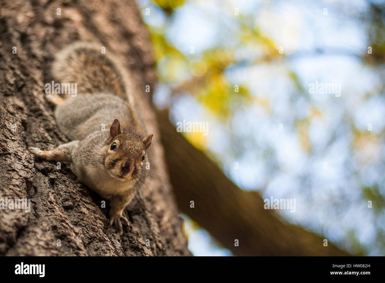 Schone Susse Eichhornchen Im Hyde Park In London Zu Fuss Auf Dem Ast Eines Baumes Bei Sonnenuntergang Stockfotografie Alamy