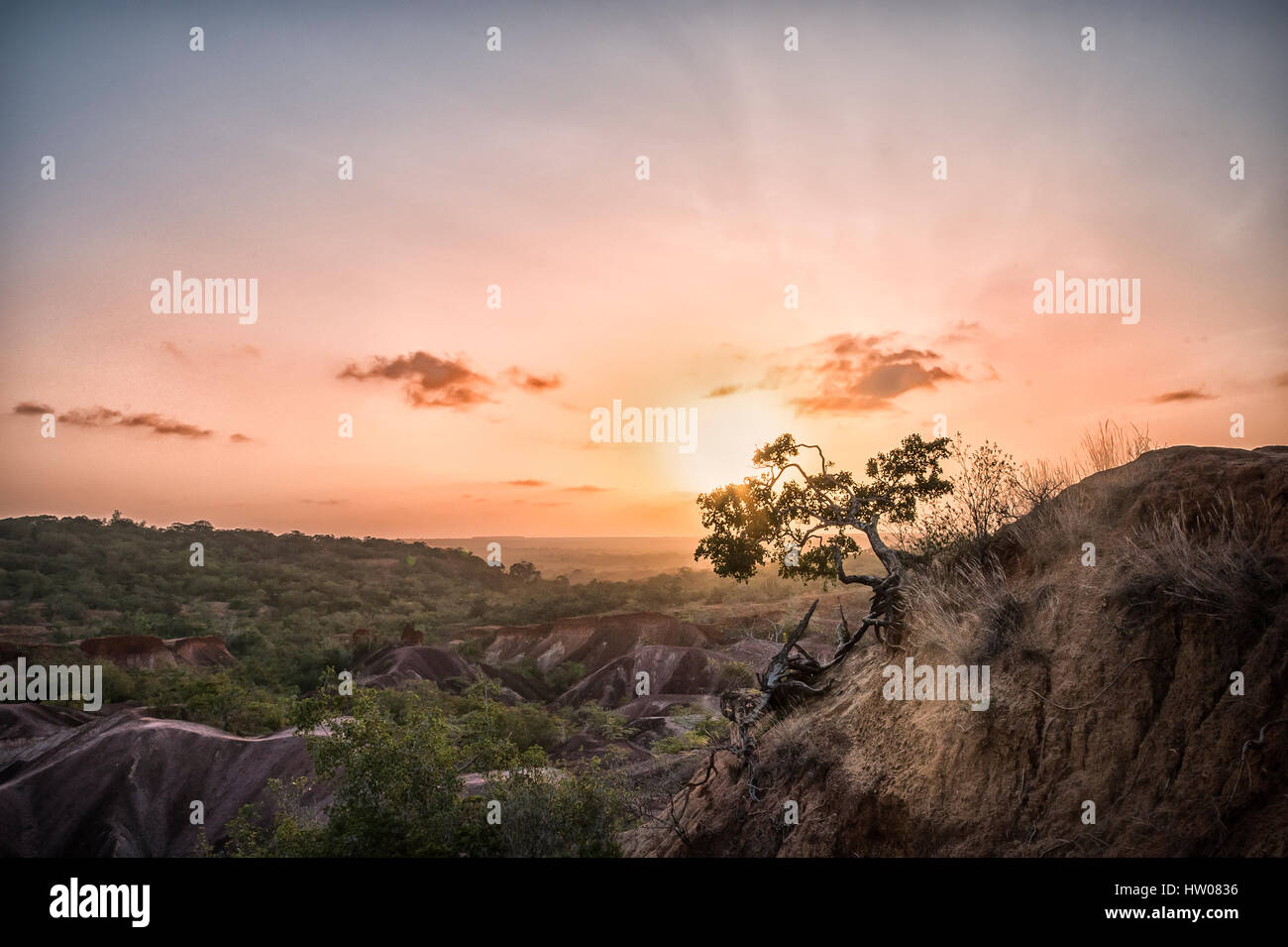 Afrikanischen Baum bei Sonnenuntergang in Marafa - Afrika Stockfoto