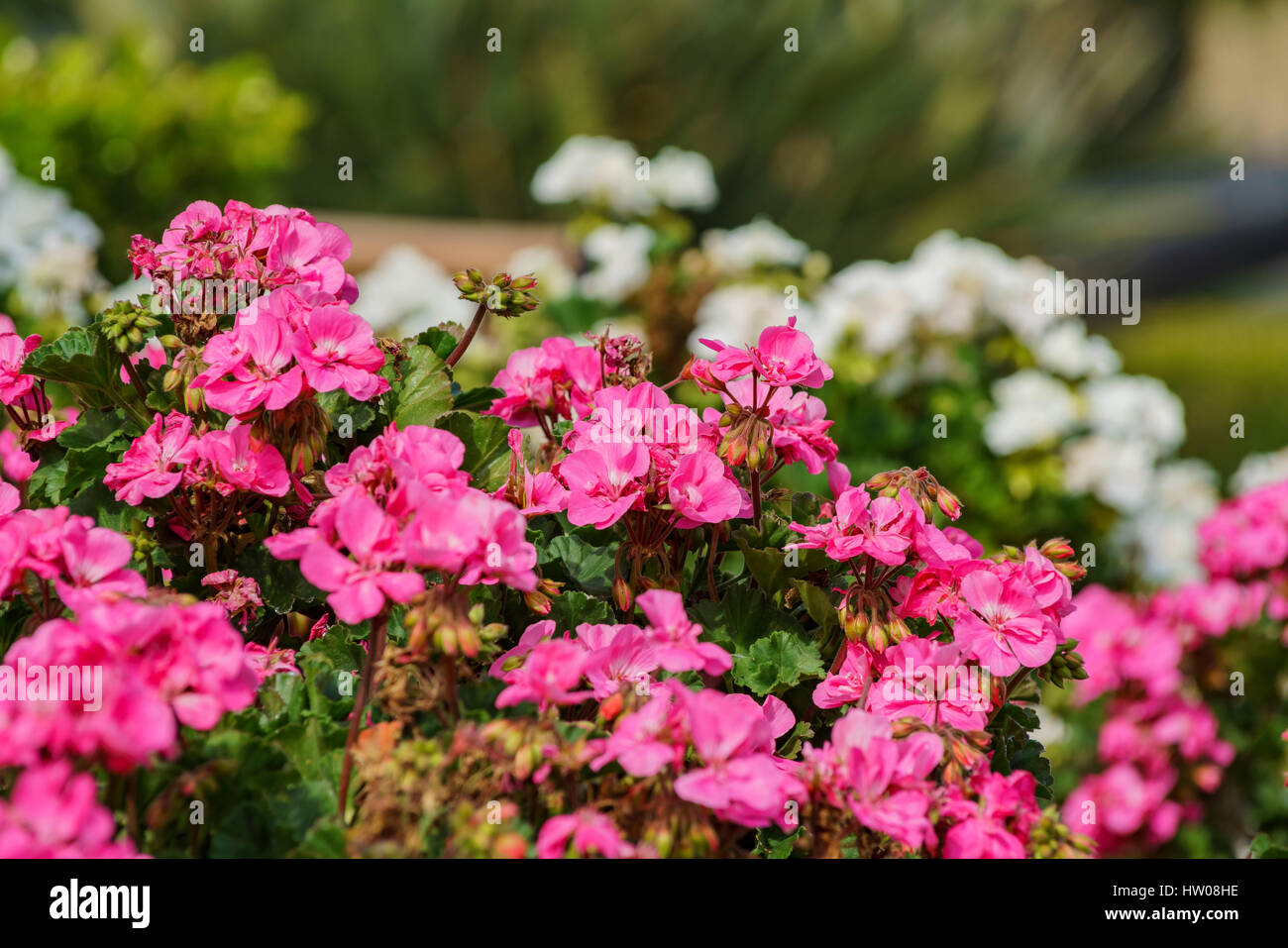 Schöne Rosenblüten am Tempel der Stadt, Los Angeles, Kalifornien Stockfoto