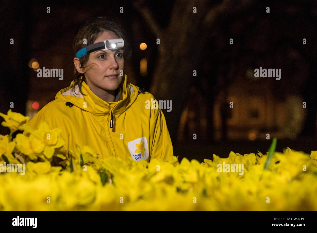 Edinburgh, Schottland. 15. März 2017. Marie Curie feiert seine große Anziehungskraft der Narzisse mit einer Installation von 2.100 handgemachte Narzissen Garten des Lichts in Edinburghs St Andrew Square genannt.  Im Bild; Seonaigh Paterson, Partnerschaften Manager für Marie Curie während der Installation Credit: Rich Dyson/Alamy Live News Stockfoto