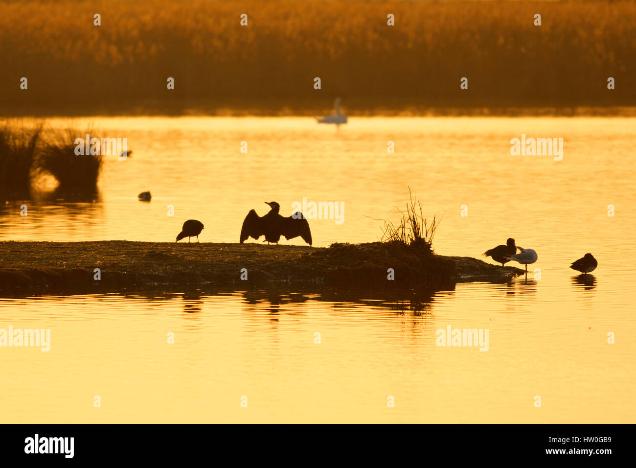 Swale Mündung, Kent, UK. 16. März 2017. Großbritannien Wetter. Sunrise leuchtet Vögel auf der Oare Marsh Nature Reserve in der Nähe der Mündung Swale, wie man selbst an einem kühlen März Morgen wärmt, Temperaturen wieder wie in den Teenager erwartet werden. Bildnachweis: Alan Payton/Alamy Live-Nachrichten Stockfoto