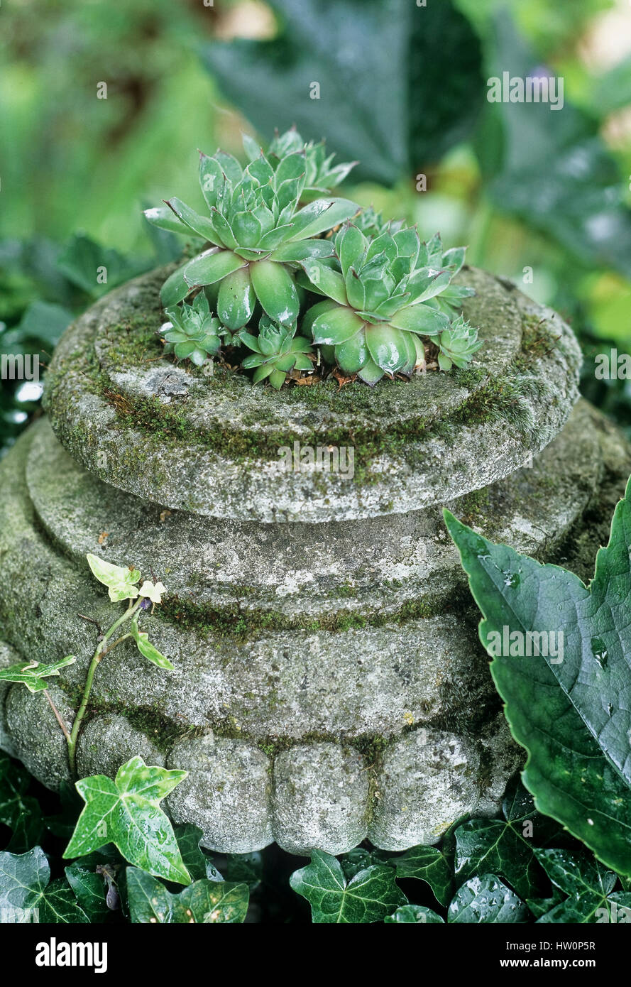 Trockenheit Tolerante Gartenpflanze Stockfotos und -bilder Kaufen - Alamy