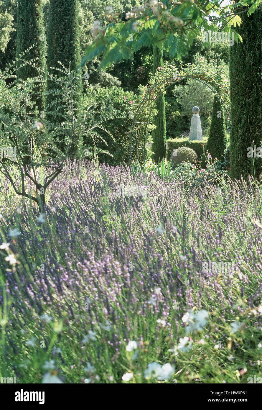 Lavendel Blumen in einem Garten. Stockfoto