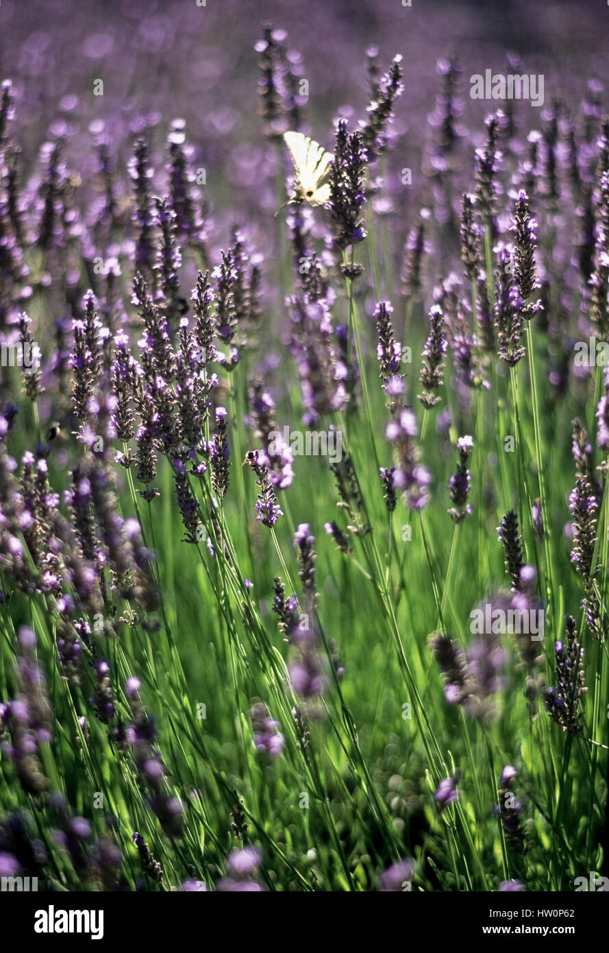 Lavendel Blumen. Stockfoto