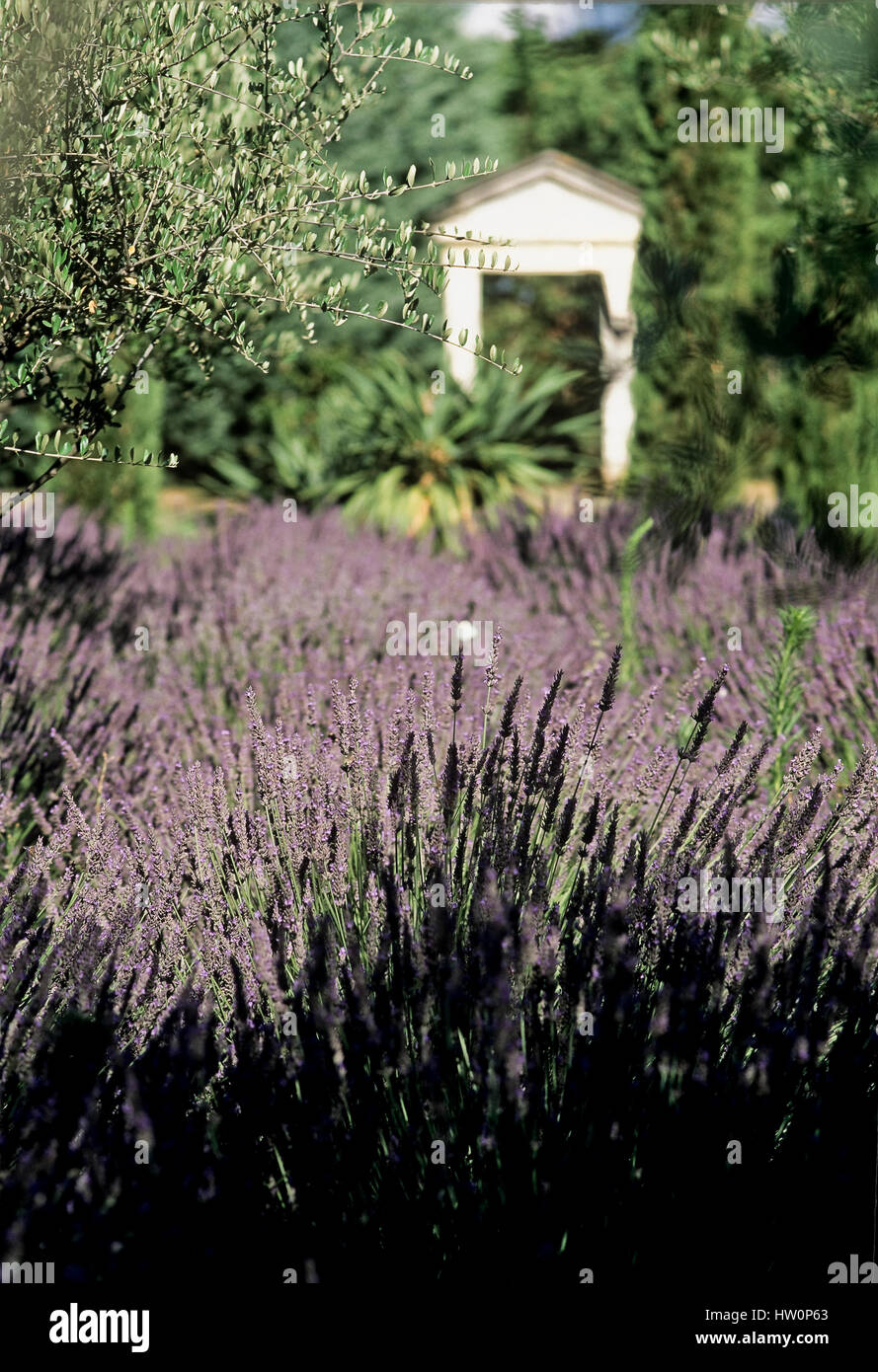 Lavendel Blumen in einem Garten. Stockfoto