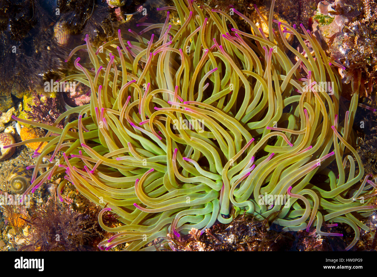 Snakelocks Anemone (Anemonia Viridis) in ein Gezeitenbecken Stockfoto