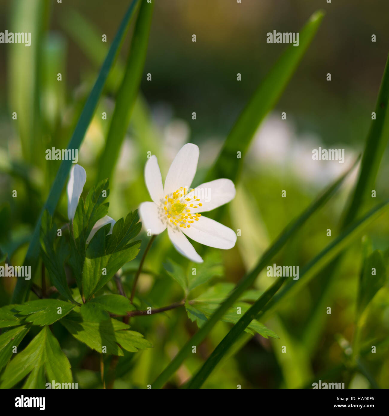 Buschwindröschen blühen in einem Waldgebiet im März, UK. Stockfoto