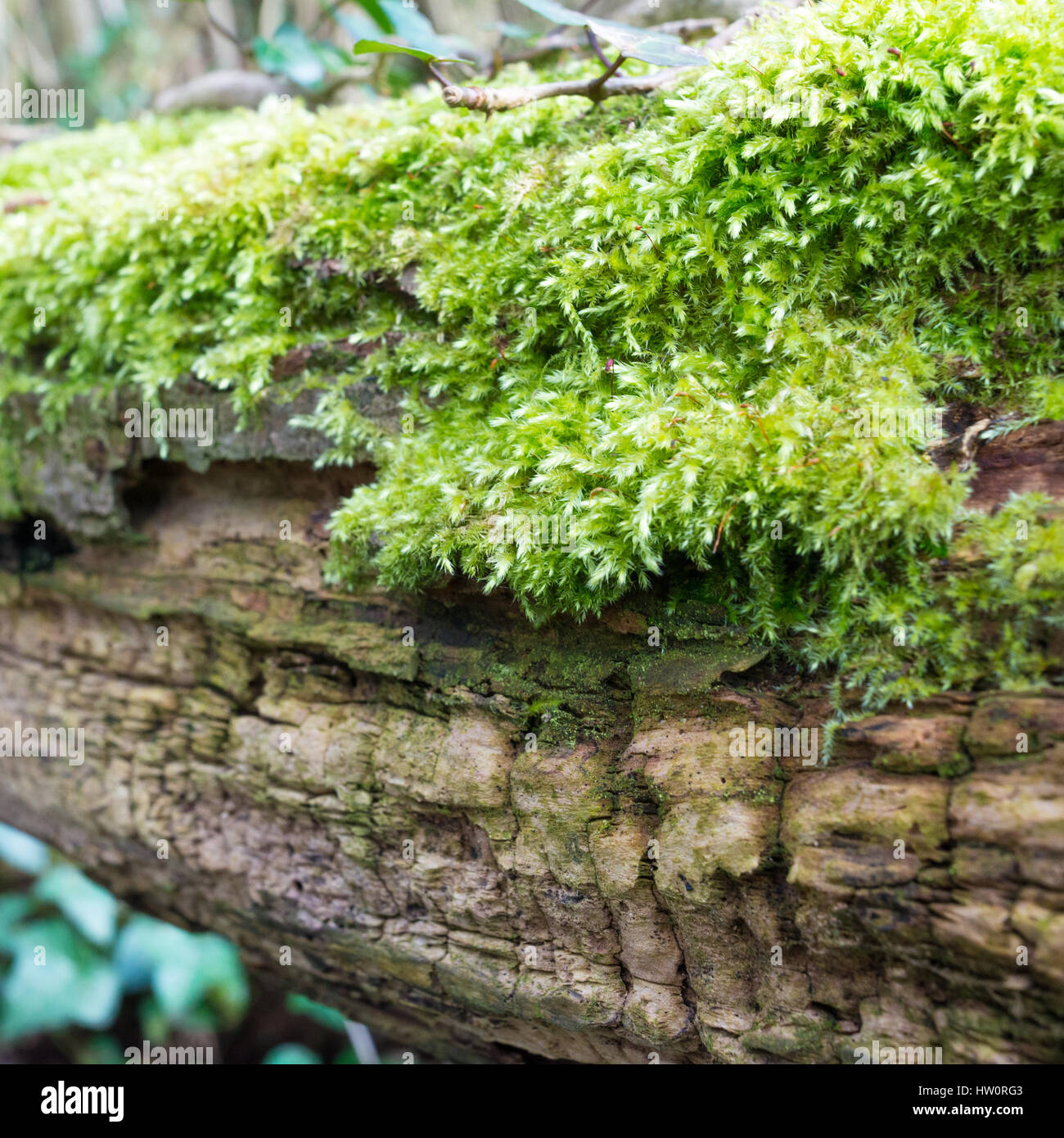 Sphagnum-Moos auf faulenden Kofferraum einen umgestürzten Baum wachsen. Stockfoto