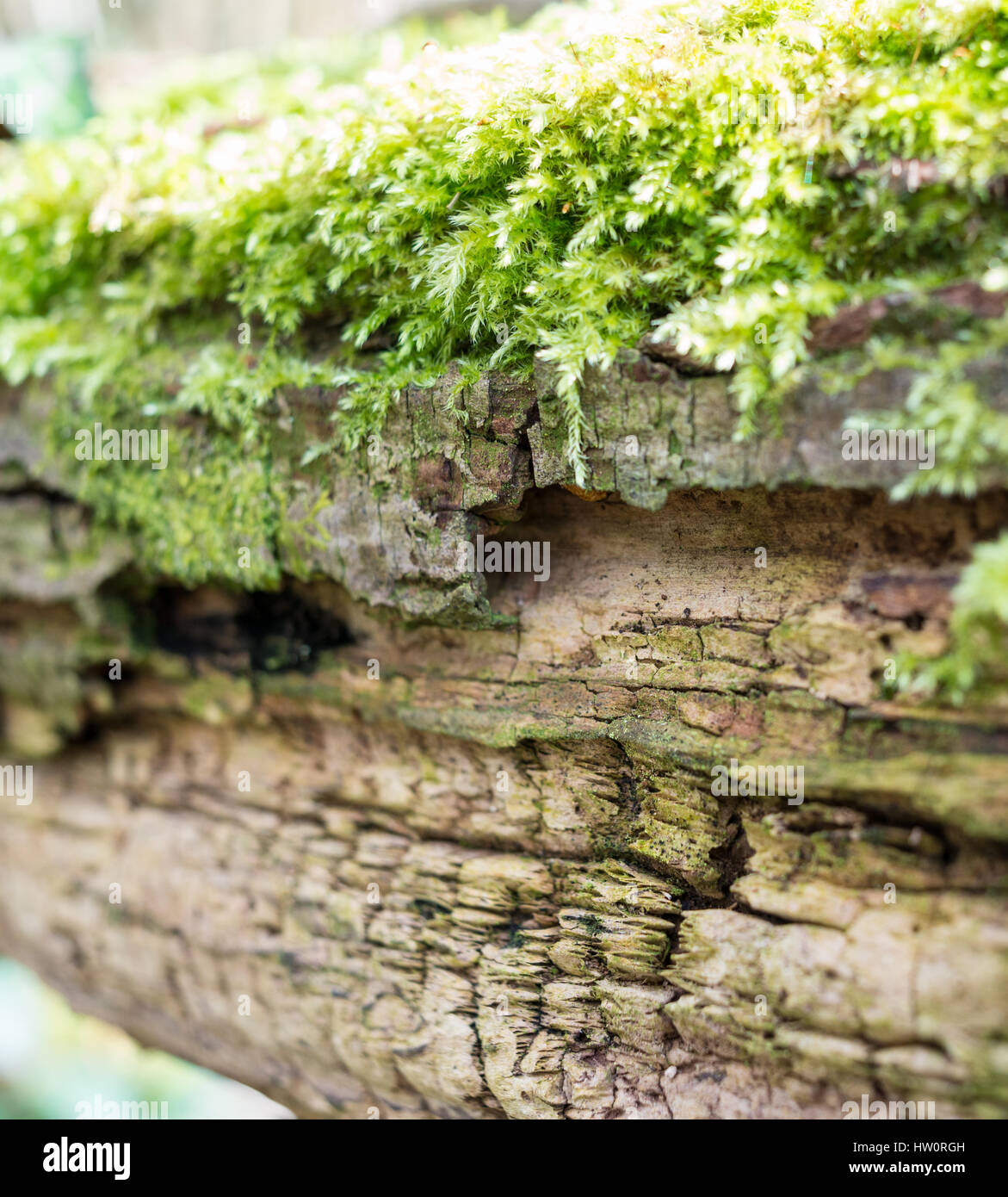 Sphagnum-Moos auf faulenden Kofferraum einen umgestürzten Baum wachsen. Stockfoto