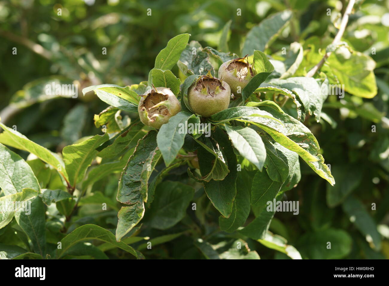 Canescens germanica Stockfoto