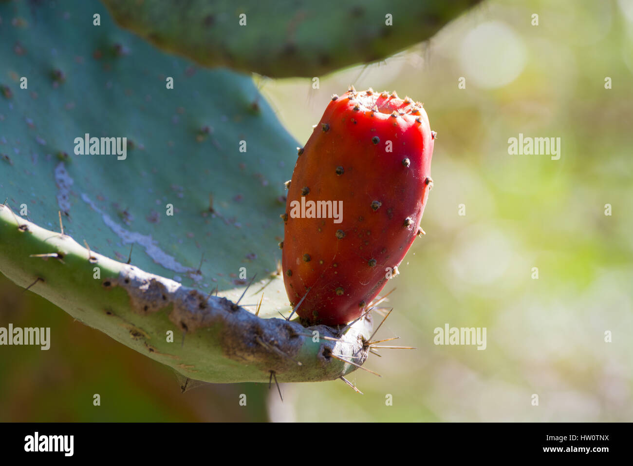 Kaktus Feigenkaktus Opuntia mit Reife rosa Früchte Stockfoto
