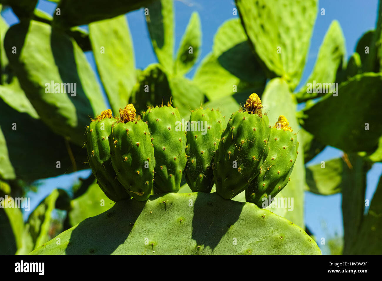 Kaktus Feigenkaktus Opuntia mit unreifen Früchten Stockfoto