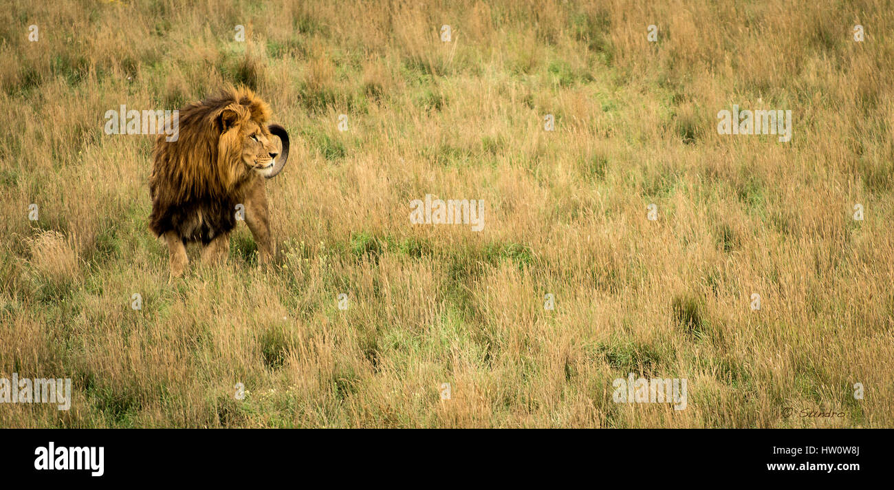 Männlicher Löwe in der Savanne Stockfoto