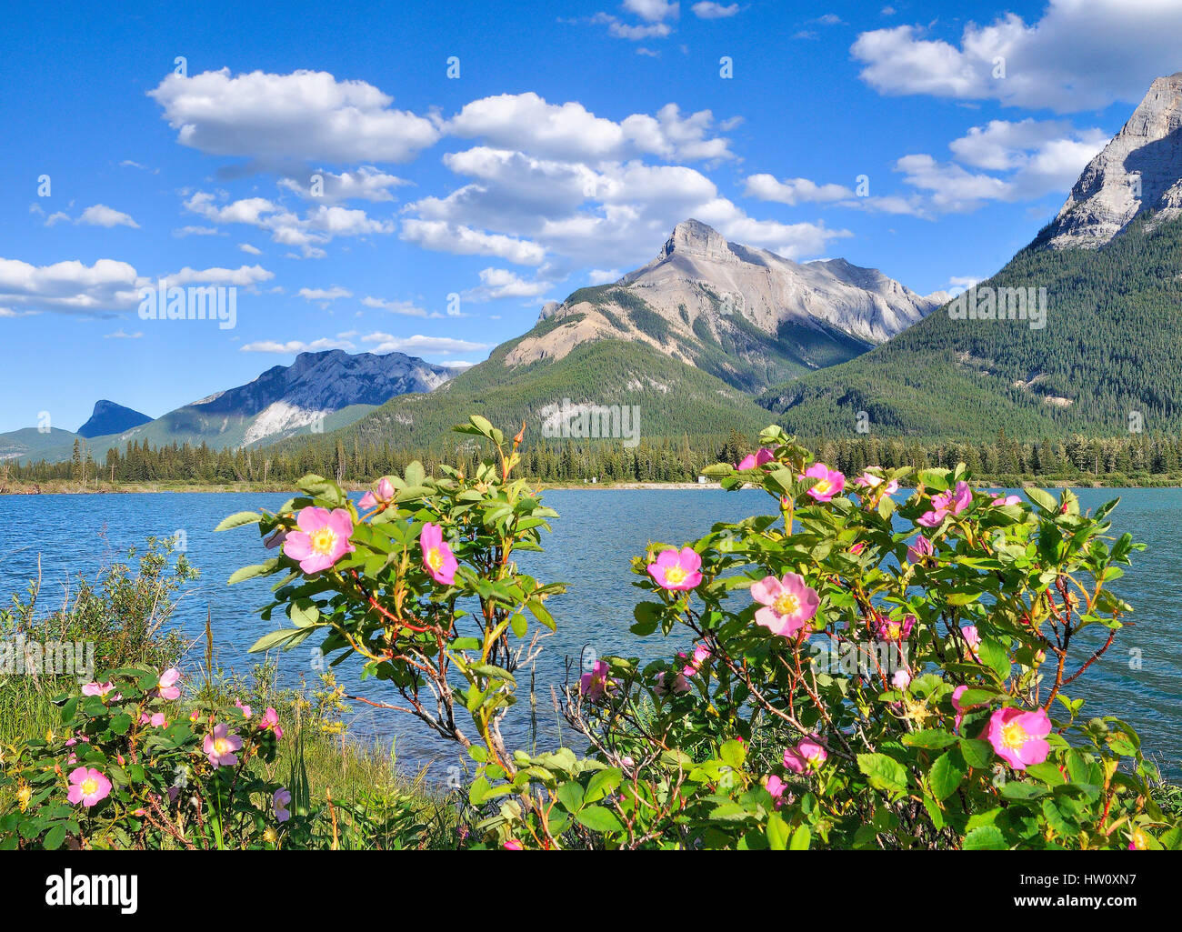 Wild rose alberta Fotos und Bildmaterial in hoher Auflösung Alamy