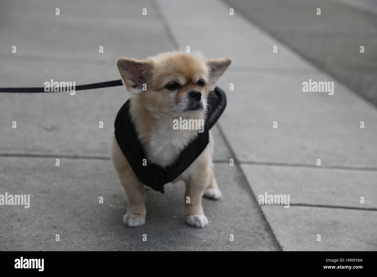 Niedliche kleine Hundeleine Beige Farbe Stockfoto