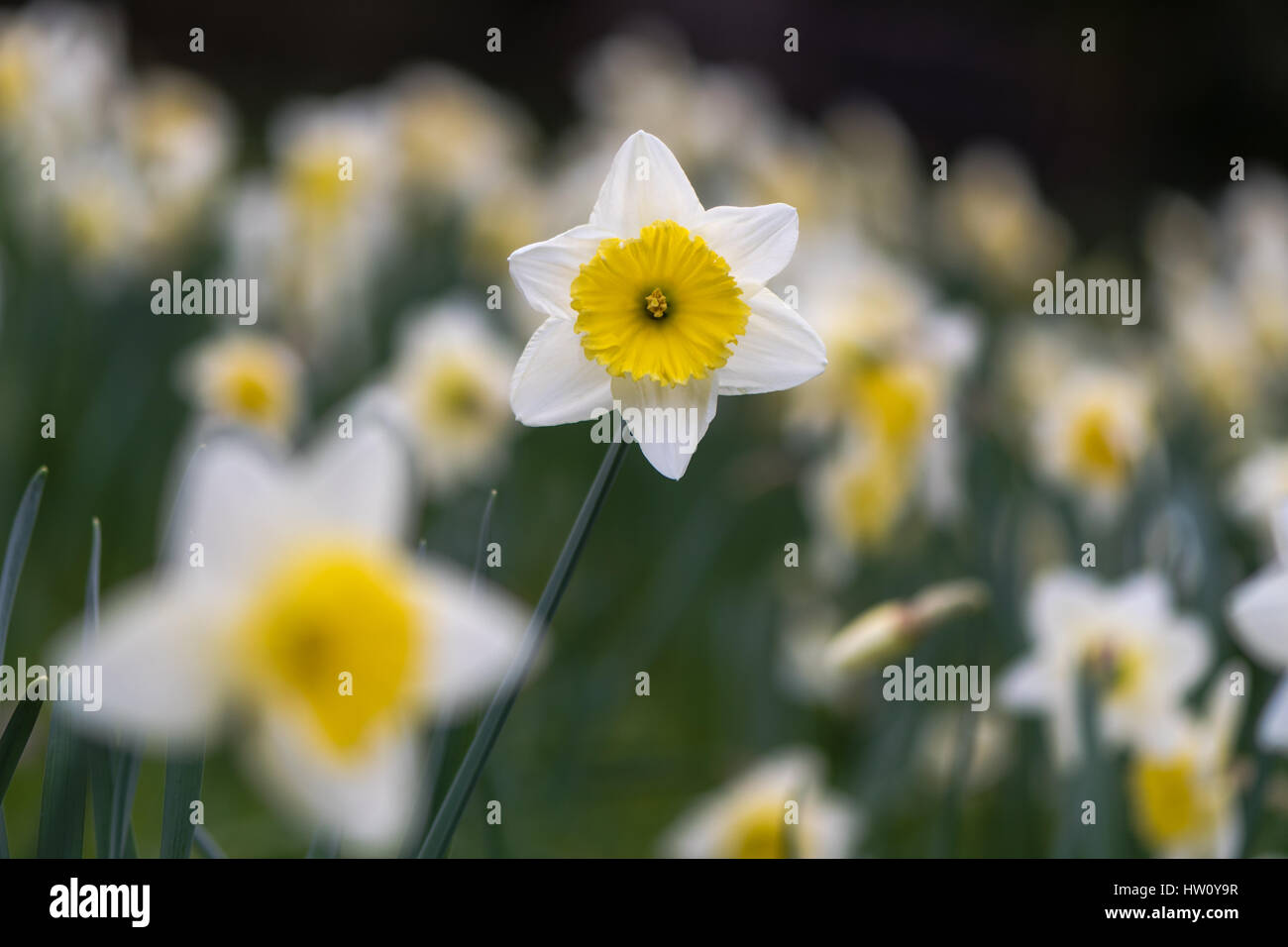 Narzisse Narcissus Ice Follies Blumen. Große schalenförmige gelbe und weiße Blume des Frühlings mehrjährige Pflanze in der Familie der Amaryllisgewächse (Amaryllis) Stockfoto